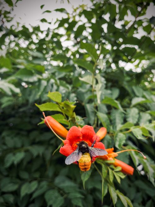 Free A honeybee gathers nectar from a red flower in summer, showcasing the beauty of Srinagar's flora. Stock Photo