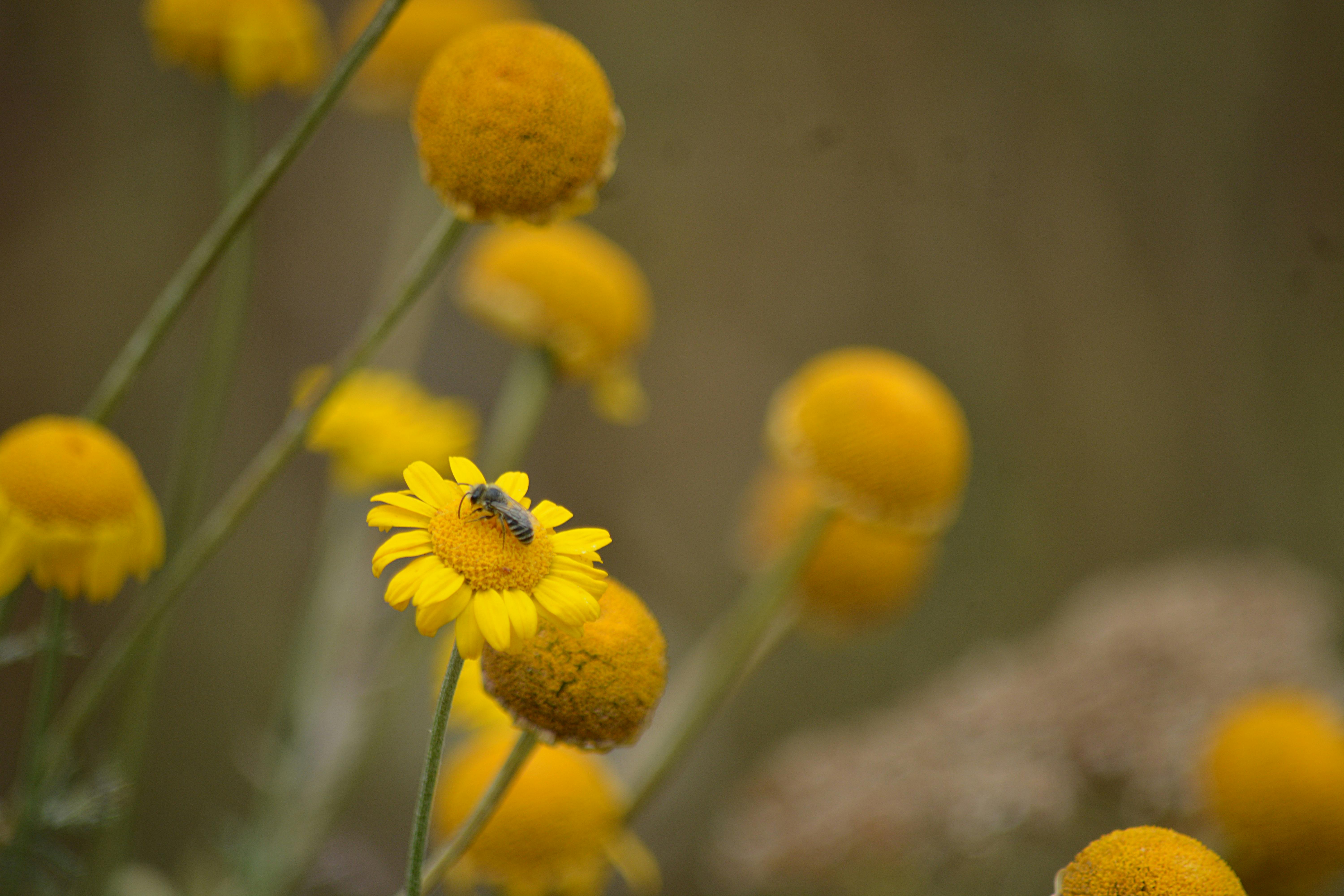 Free stock photo of Ã©tÃ©, botanique, boules jaunes