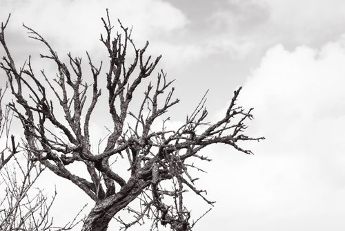Free Stark leafless tree branches in monochrome against a cloudy sky, creating a dramatic and moody image. Stock Photo