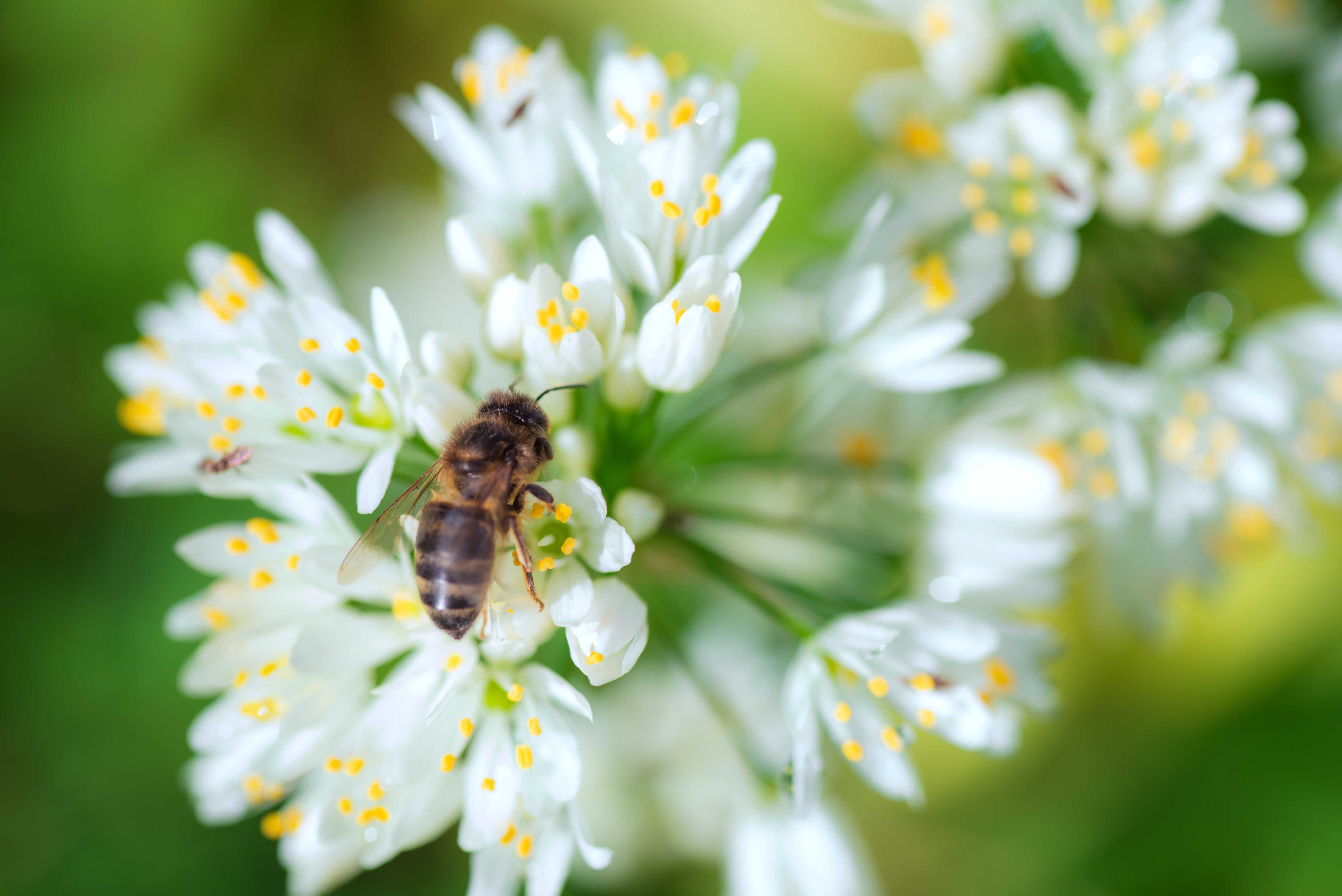 Honey survey