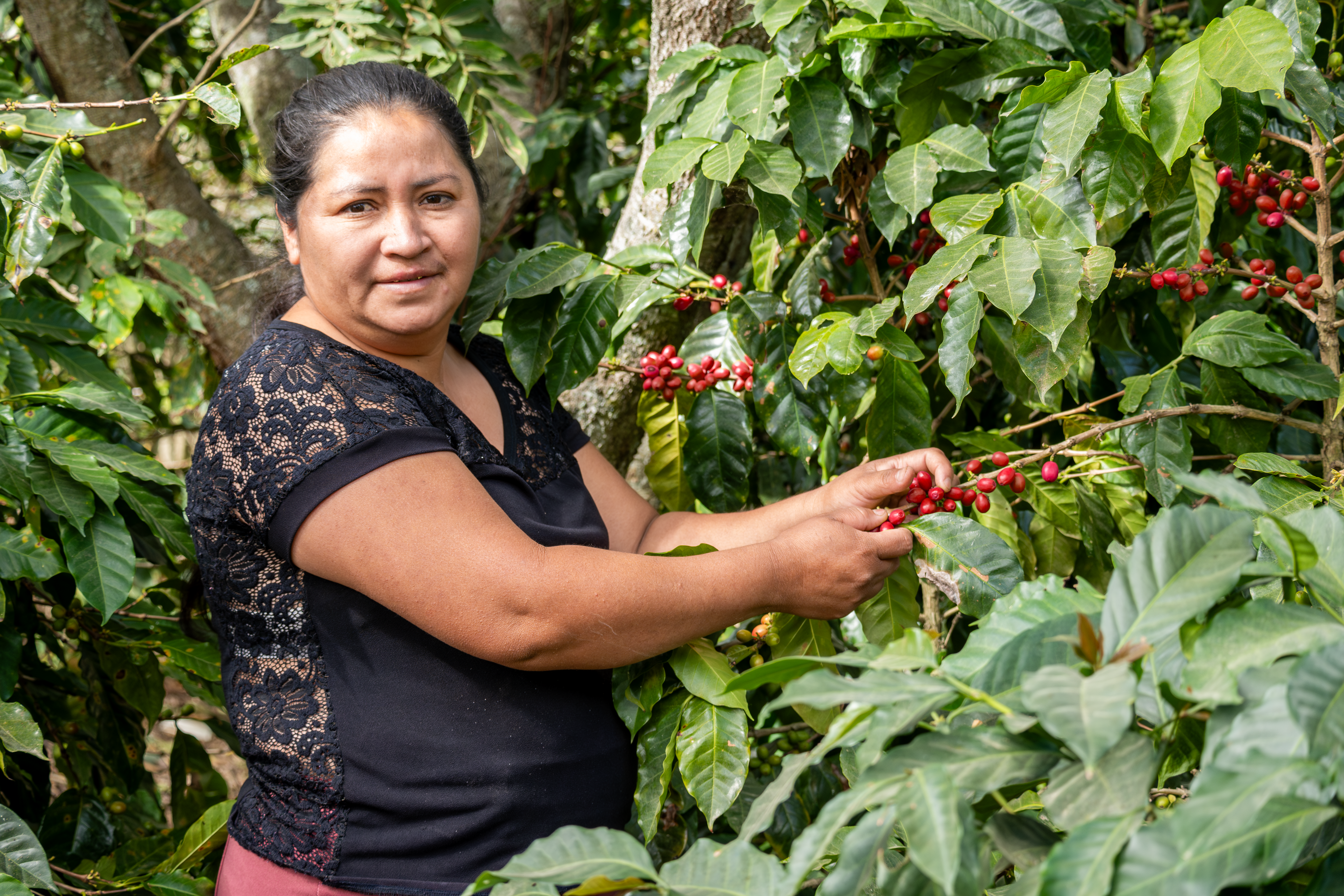 Dónde estudiar cultivo de café ecológico en Nicaragua
