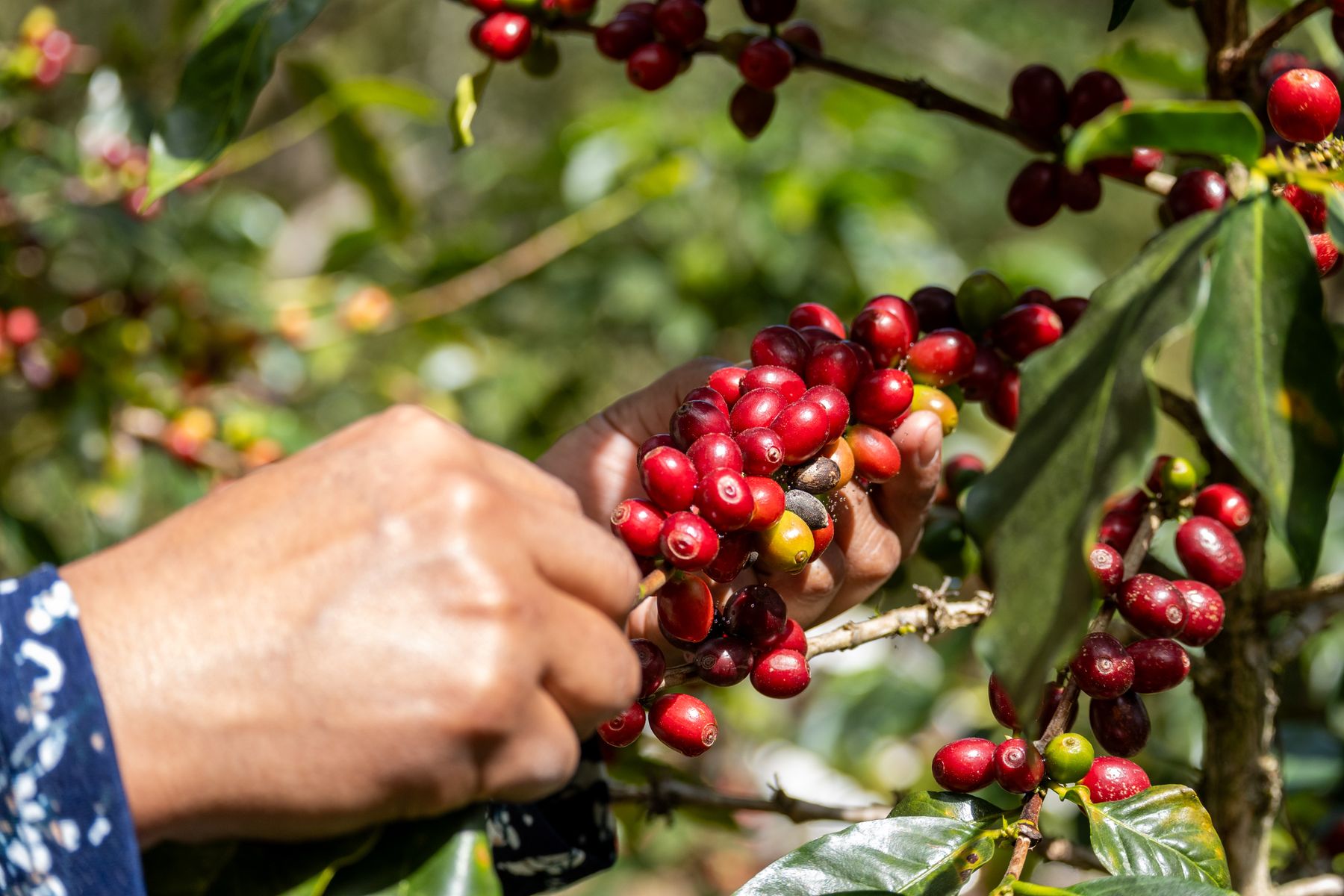 Manos recogiendo cerezas de café rojas de la planta
