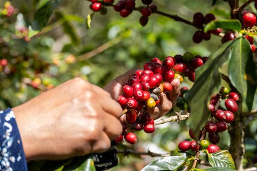 Coffee farm day trip (from Cartagena+) — Cartagena