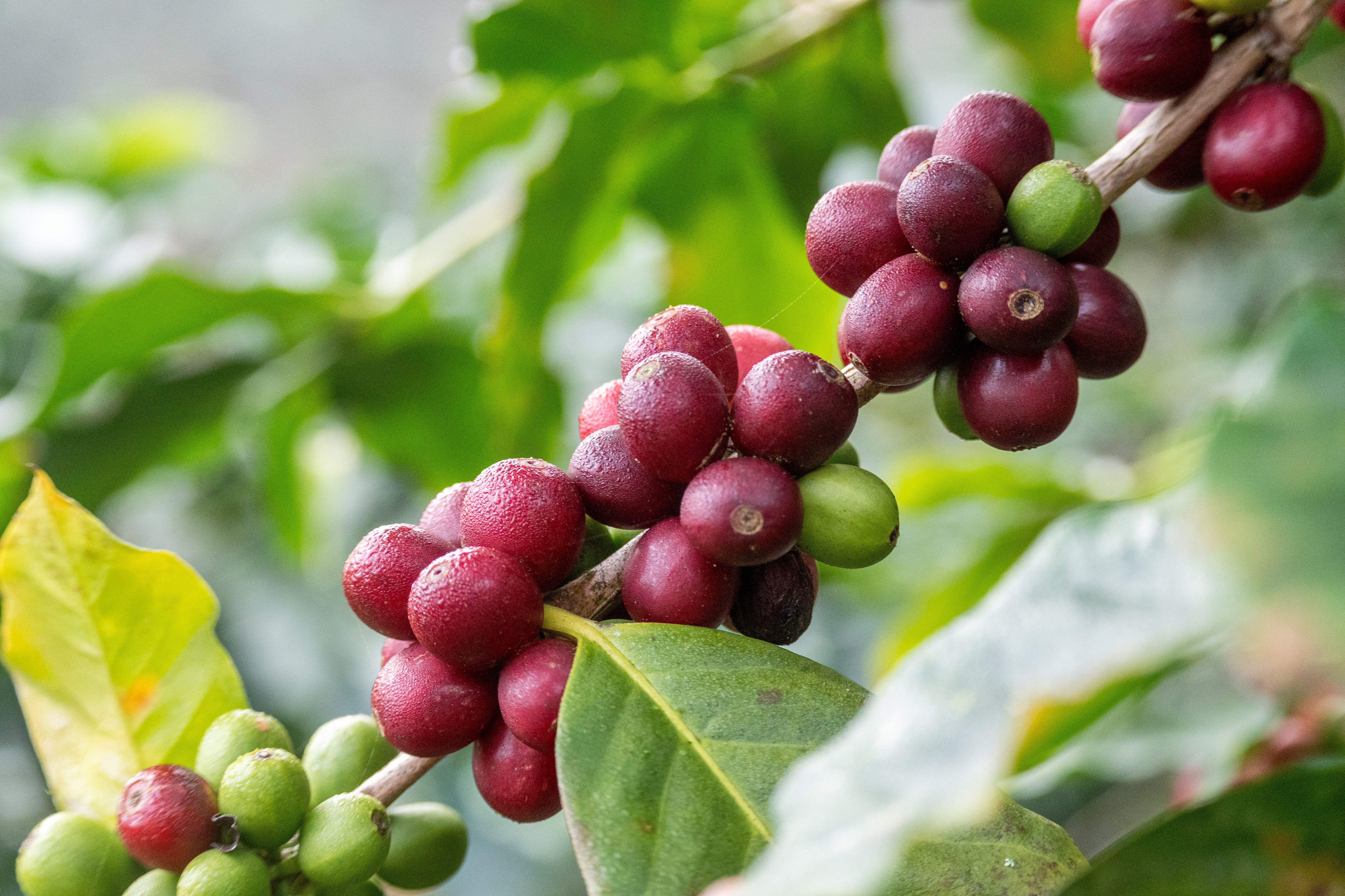 6.000+ Kaffeepflanze Bilder und Fotos  Kostenlos Downloaden  Pexels  Stock-Fotos