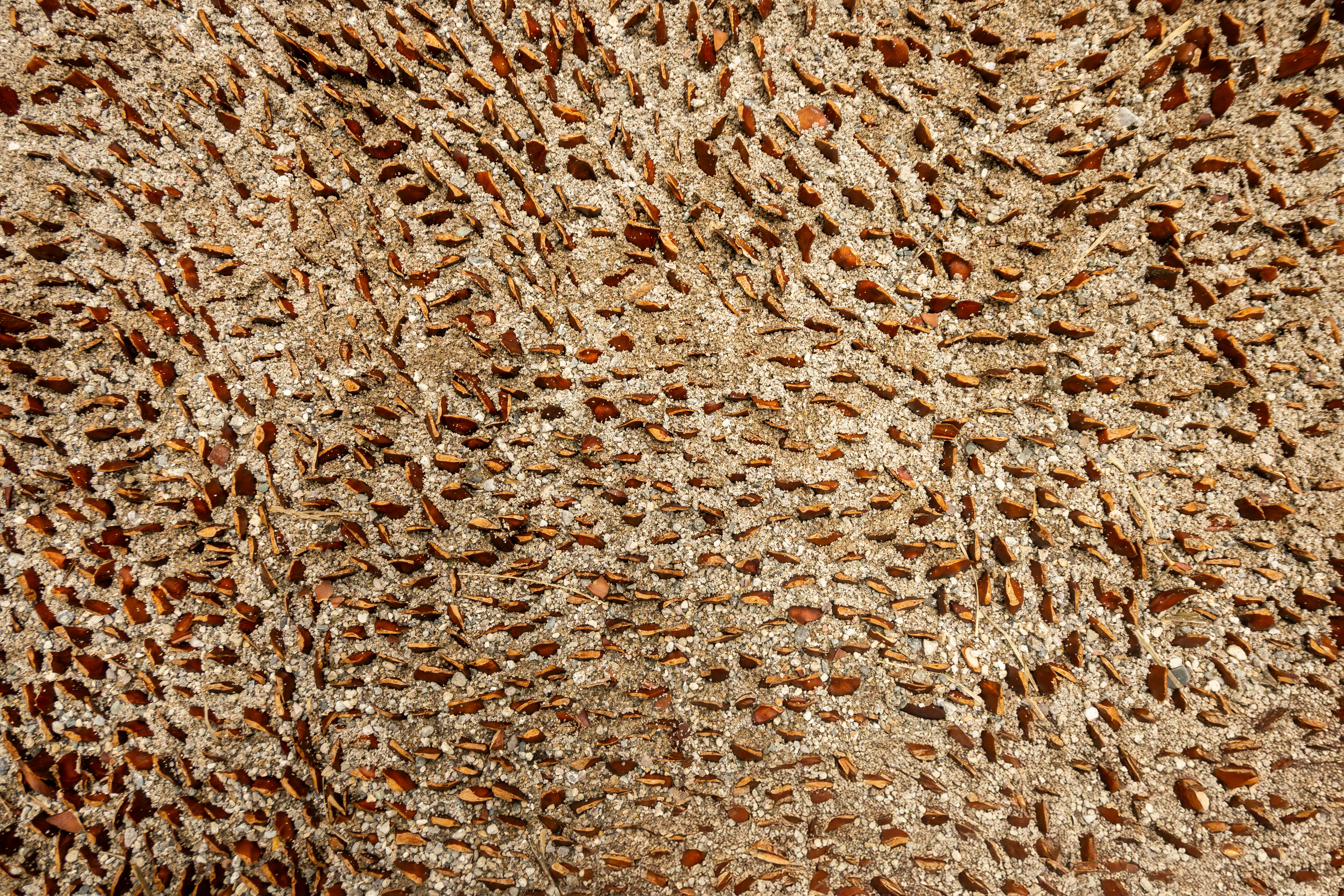 Free Close-up shot of intricate tree bark texture with visible grooves and patterns. Stock Photo