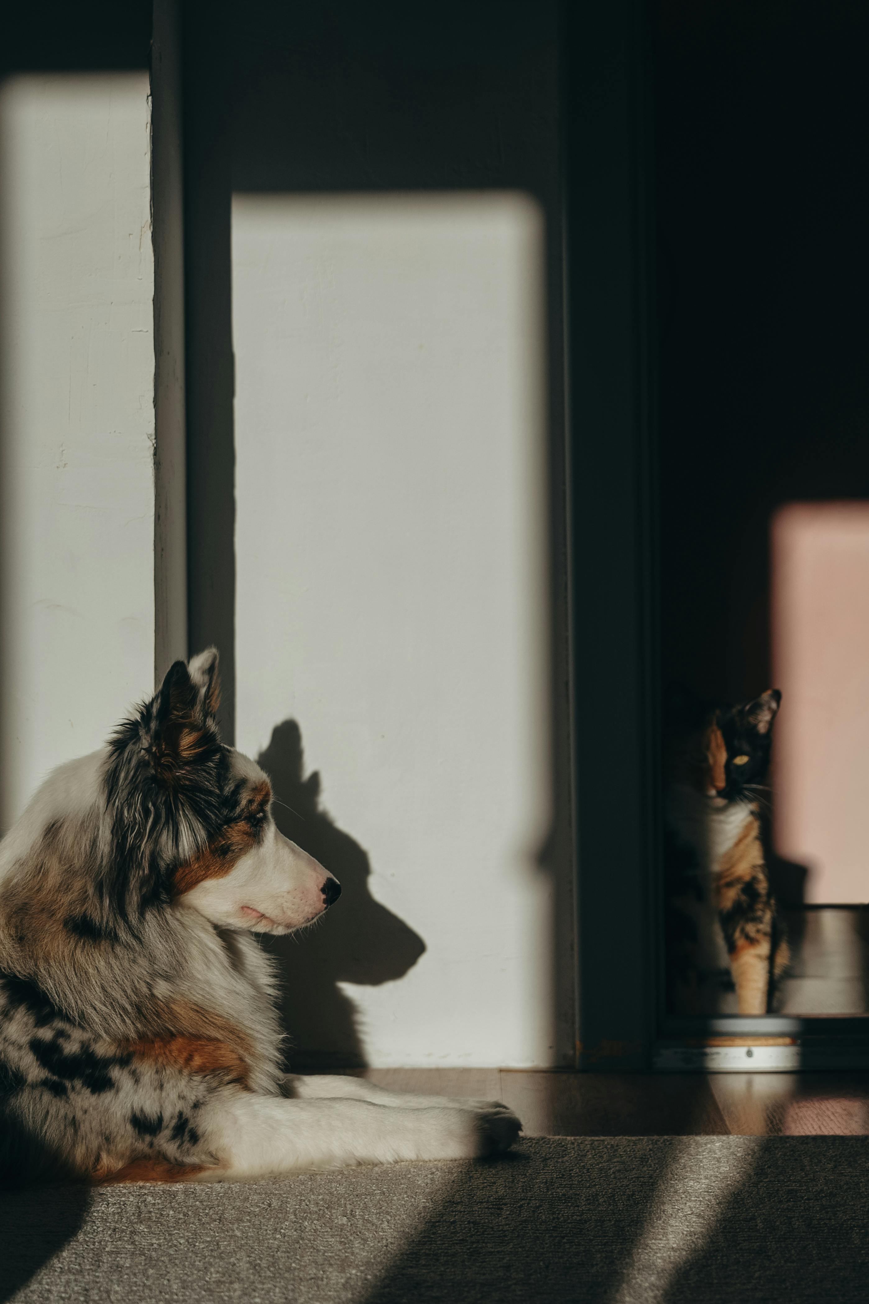 grátis Um Pastor Australiano e um gato aproveitando o sol dentro de casa, projetando longas sombras. Foto profissional