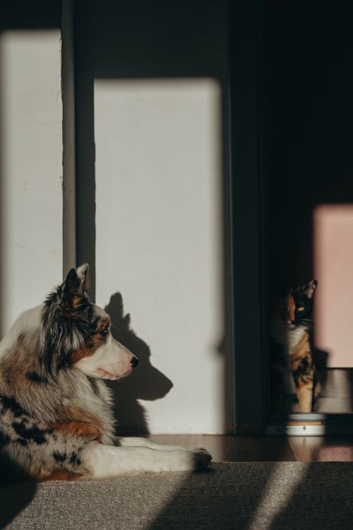 Free An Australian Shepherd and a cat basking in sunlight indoors, casting long shadows. Stock Photo