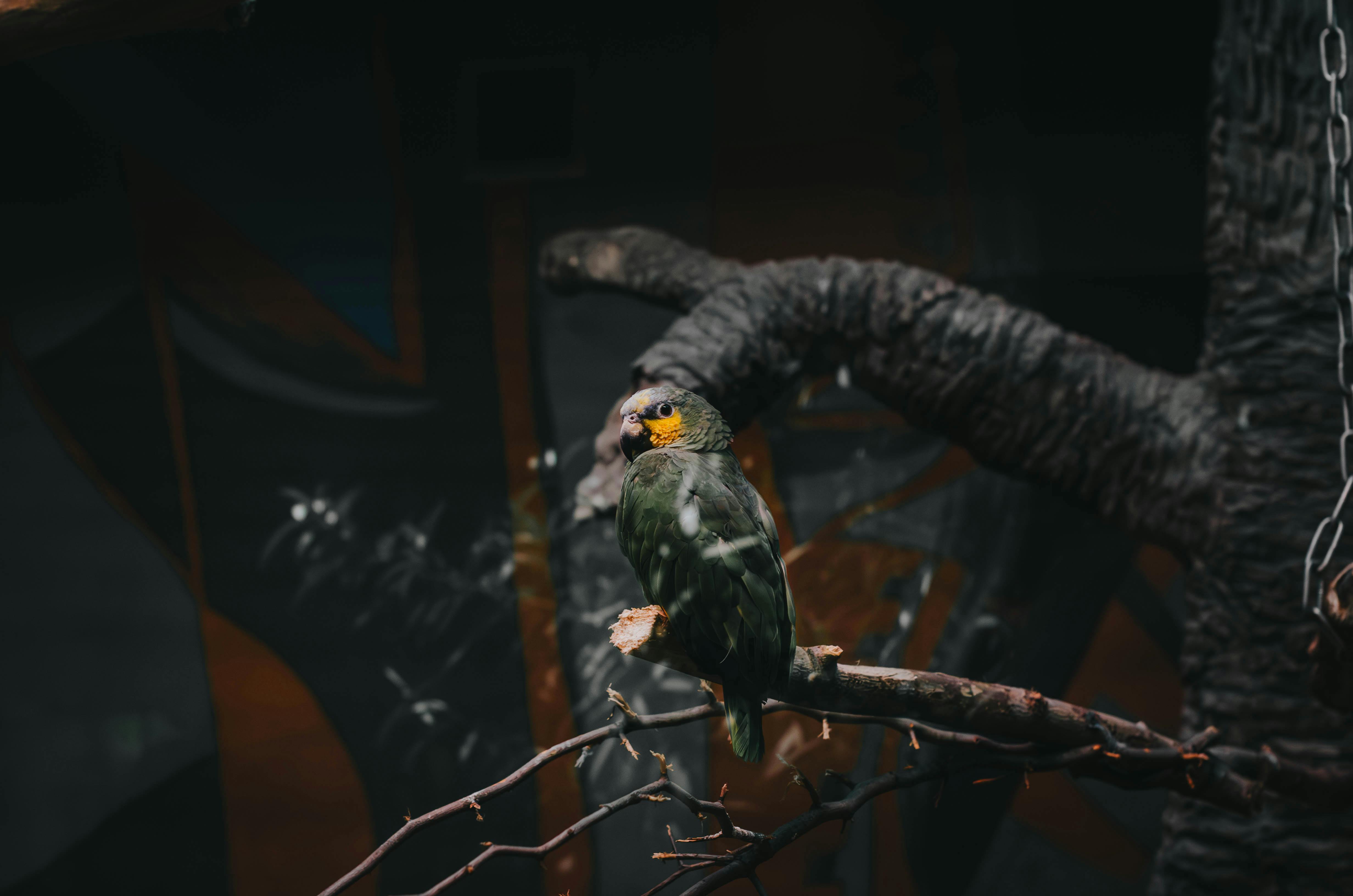 Free Close-up of a colorful parrot on a branch inside a zoo in Moscow, Russia. Stock Photo