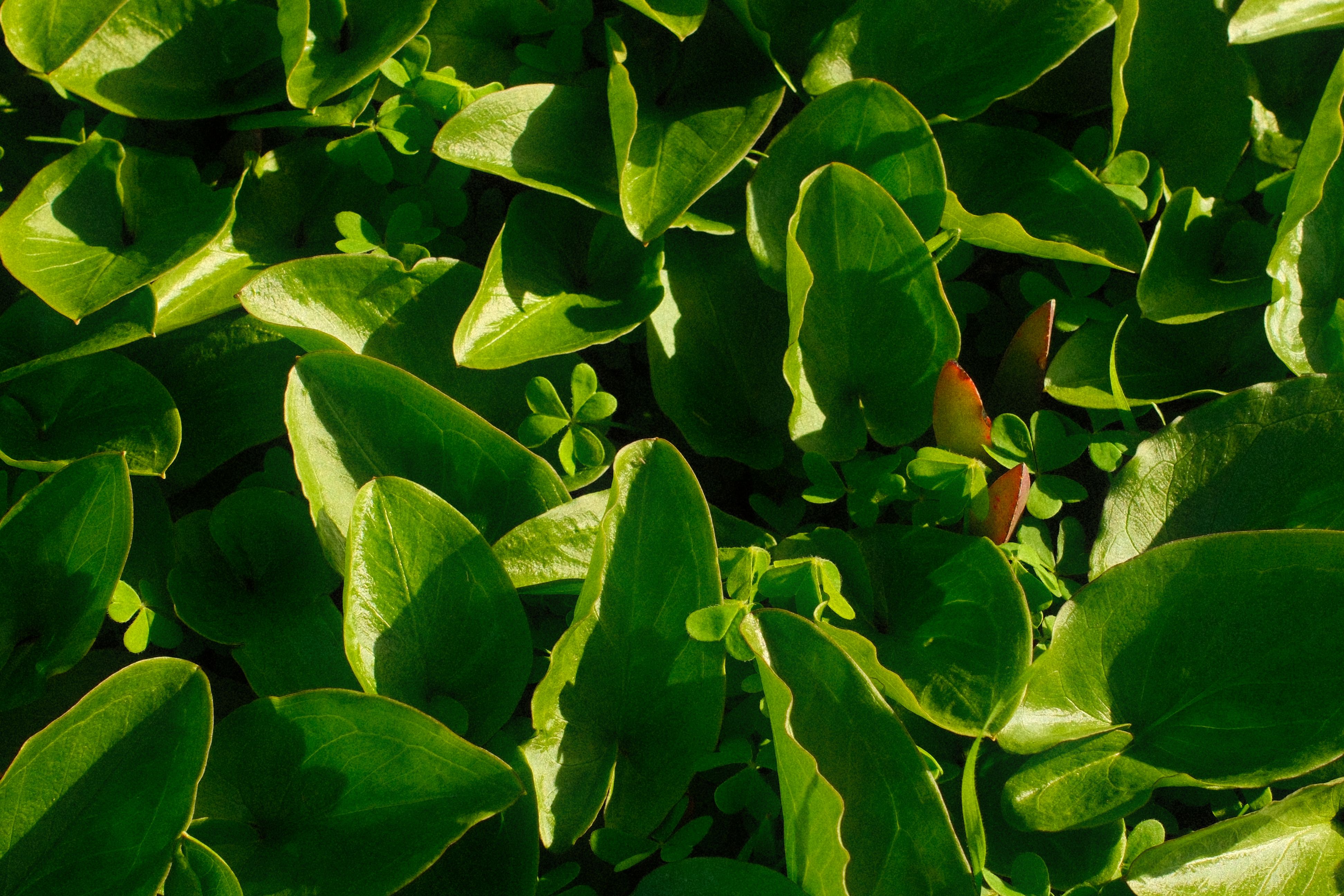 Lush Green Leaves Captured in Sunlit Garden · Free Stock Photo