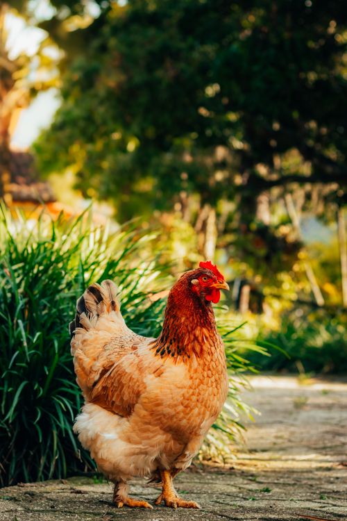 Free Golden-brown hen standing in sunlight surrounded by greenery in a tranquil garden. Stock Photo