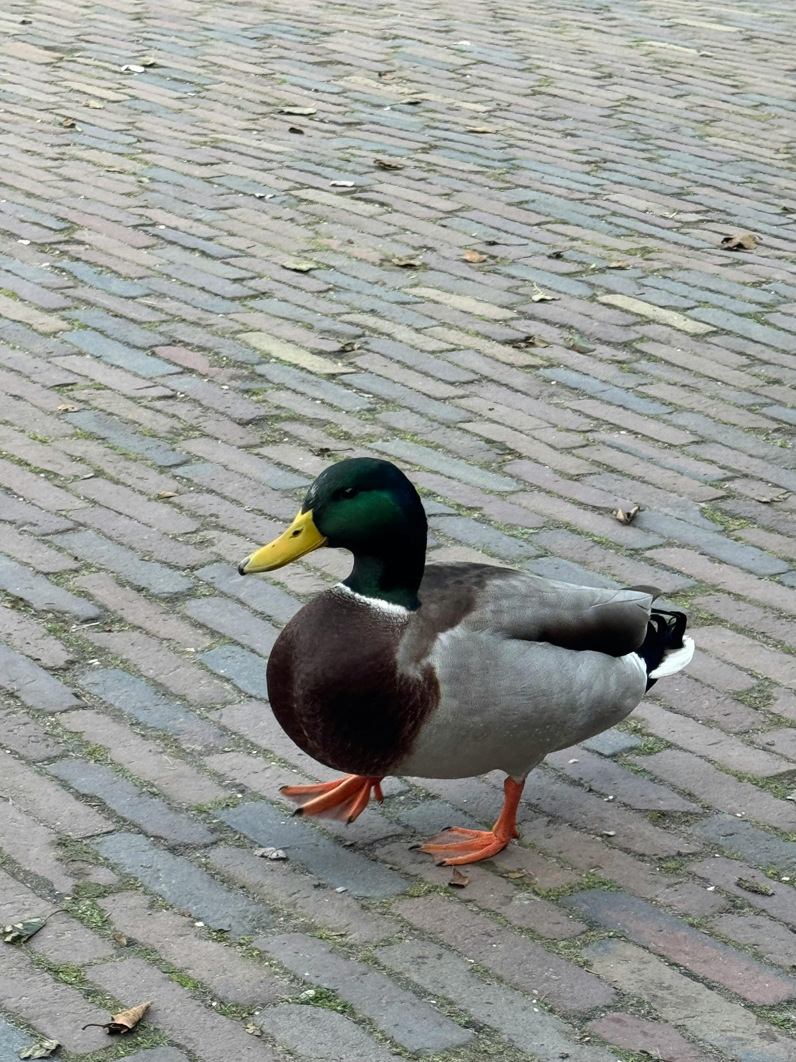 A mallard duck walking on cobblestone streets in Amsterdam, showcasing vivid colors.