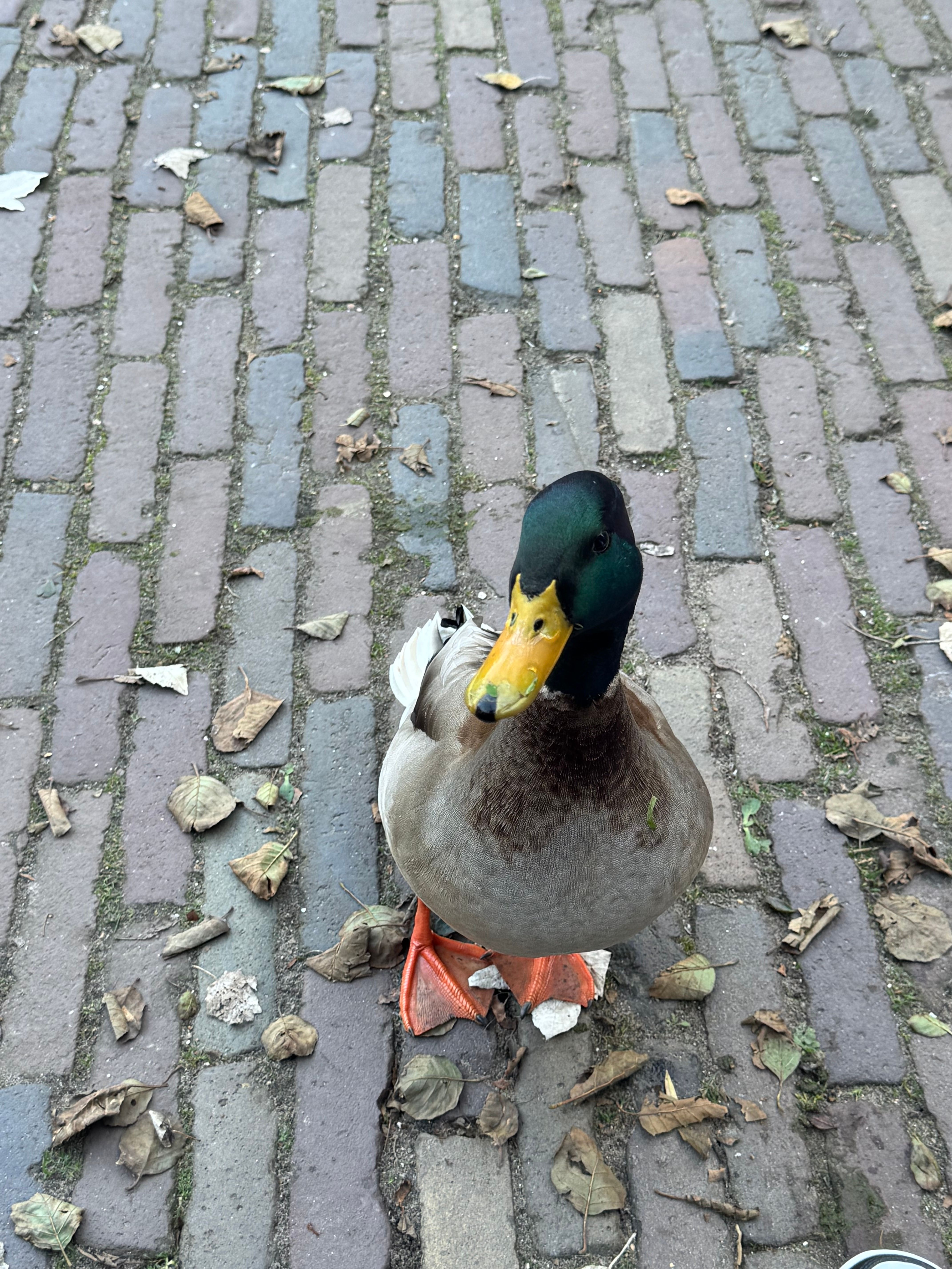 A mallard duck stands on a cobblestone street in Amsterdam, Netherlands.