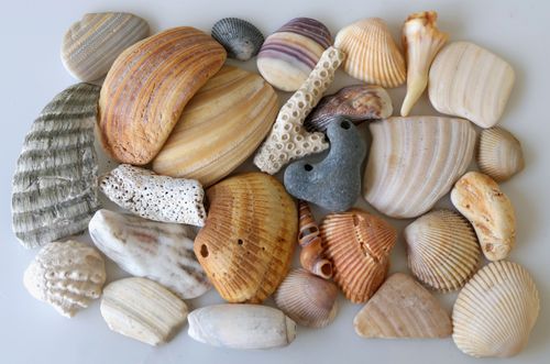 Free A diverse collection of seashells displayed on a white surface, showcasing variety and texture. Stock Photo