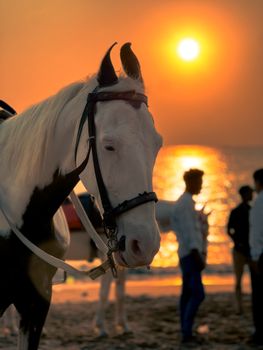 A beautiful horse stands at the beach during sunset with people in the background.