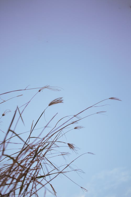 Brown Grass Under Blue Sky