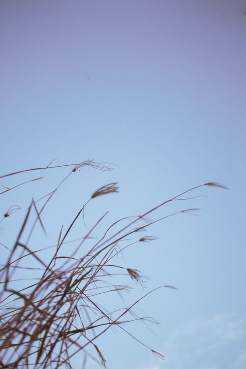 Free Peaceful scene of grass blades reaching towards a clear blue sky, embodying nature's calm simplicity. Stock Photo