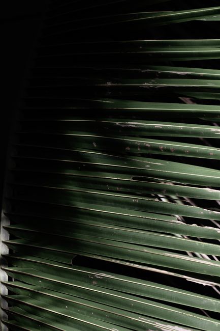 A close-up of green window blinds with dramatic light and shadows.