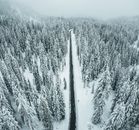 Snow Covered Pine Trees