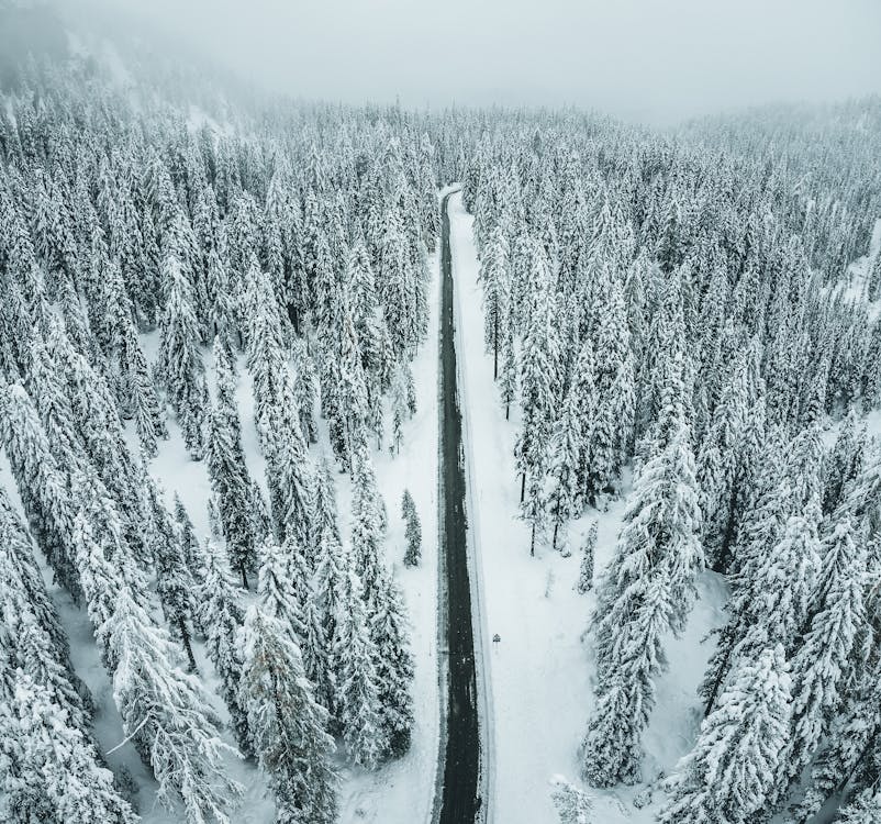 Snow Covered Pine Trees