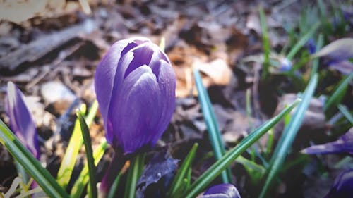 Foto De Foco Raso De Flor Azul