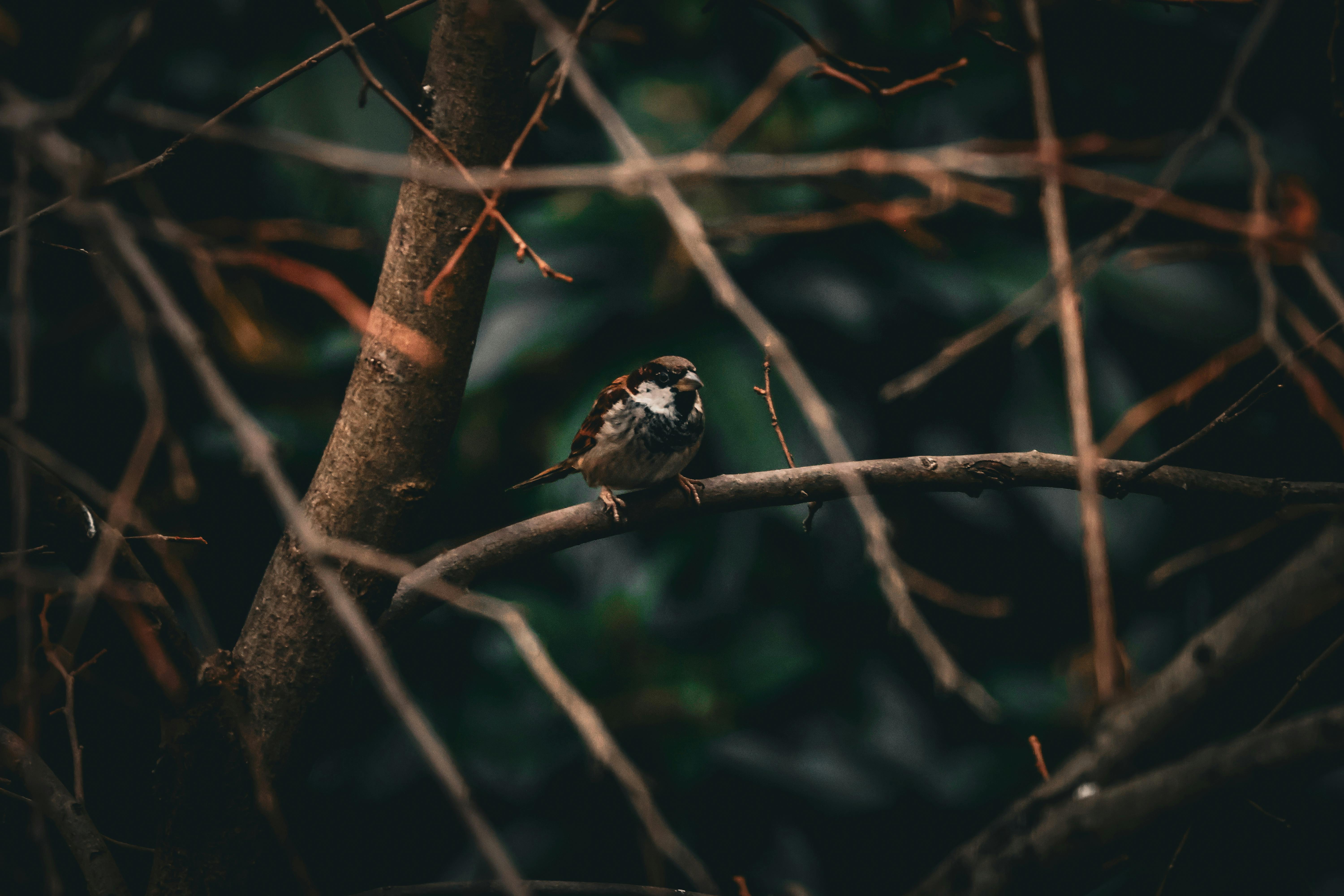 Gratis En spurv som sitter på en gren i et stille skogsområde, omgitt av kvister. Arkivbilde