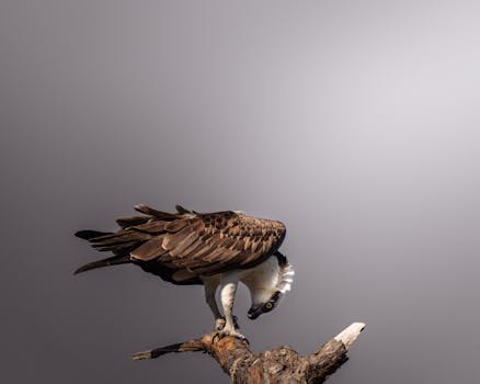 An osprey perched on a branch, showcasing its striking plumage and sharp gaze.
