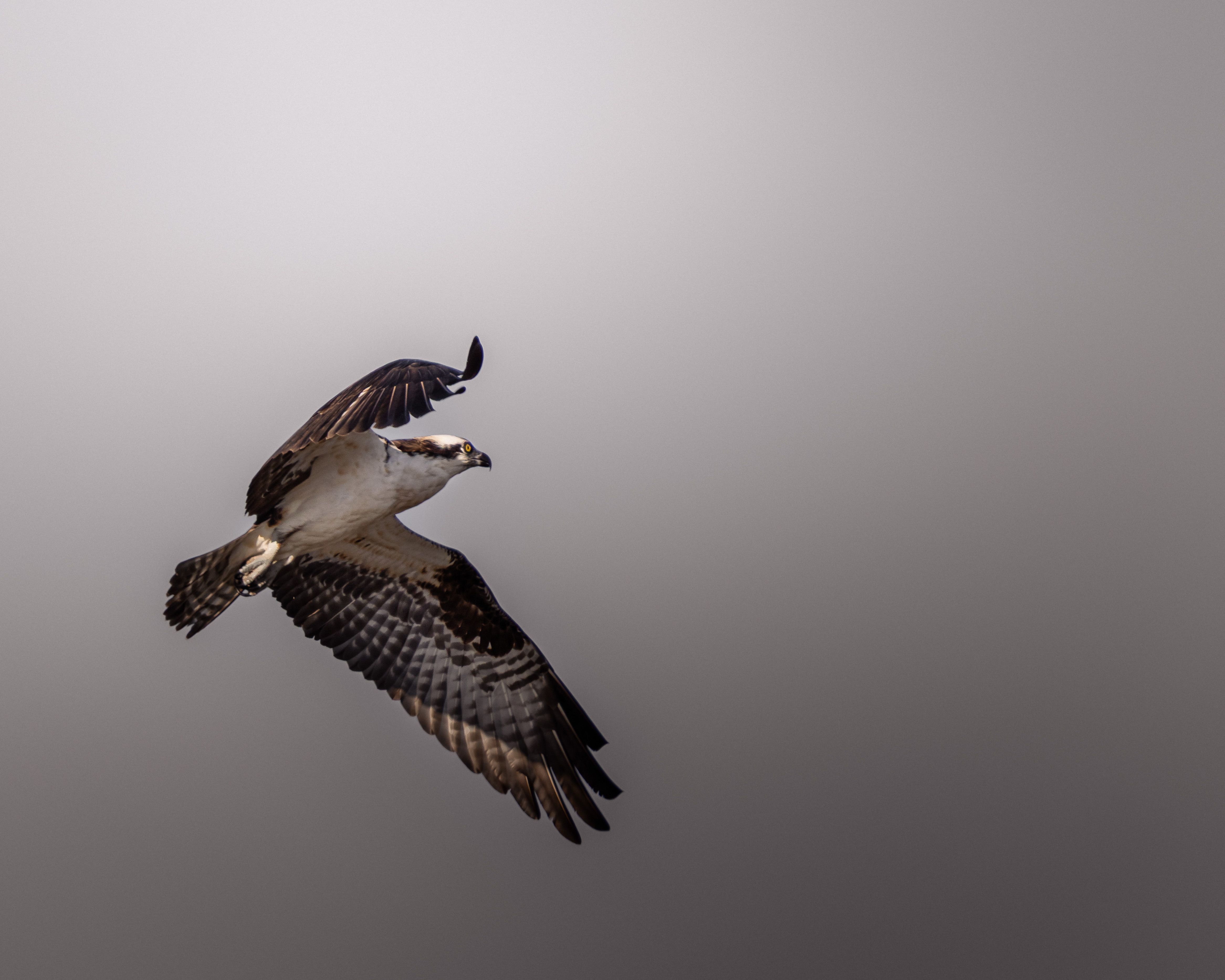 Majestic Osprey in Flight Against Clear Sky · Free Stock Photo