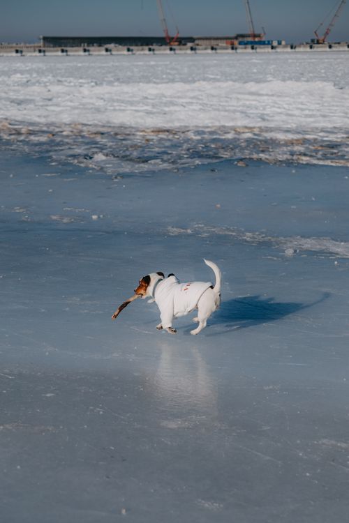 Free A Jack Russell Terrier plays with a stick on a frozen beach in Kaliningrad, Russia, during winter. Stock Photo