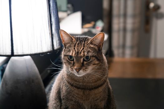 Adorable tabby cat sits alertly by a lamp in a cozy indoor environment, capturing a warm and homely vibe.