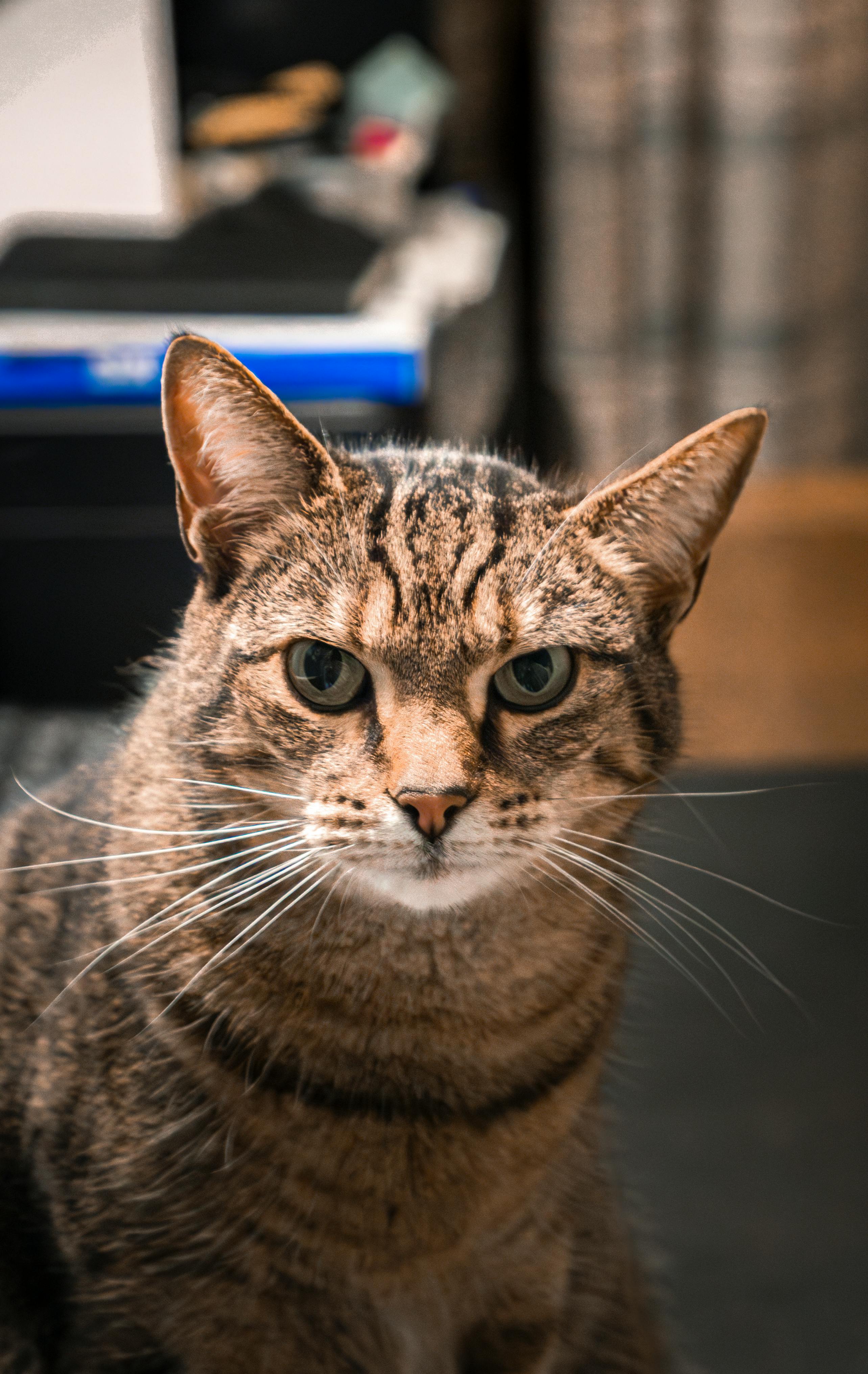Zadarmo Rozkošná hnedá mramorovaná mačka pozorne hľadá v interiéri s rozmazaným pozadím. Fotka z fotobanky