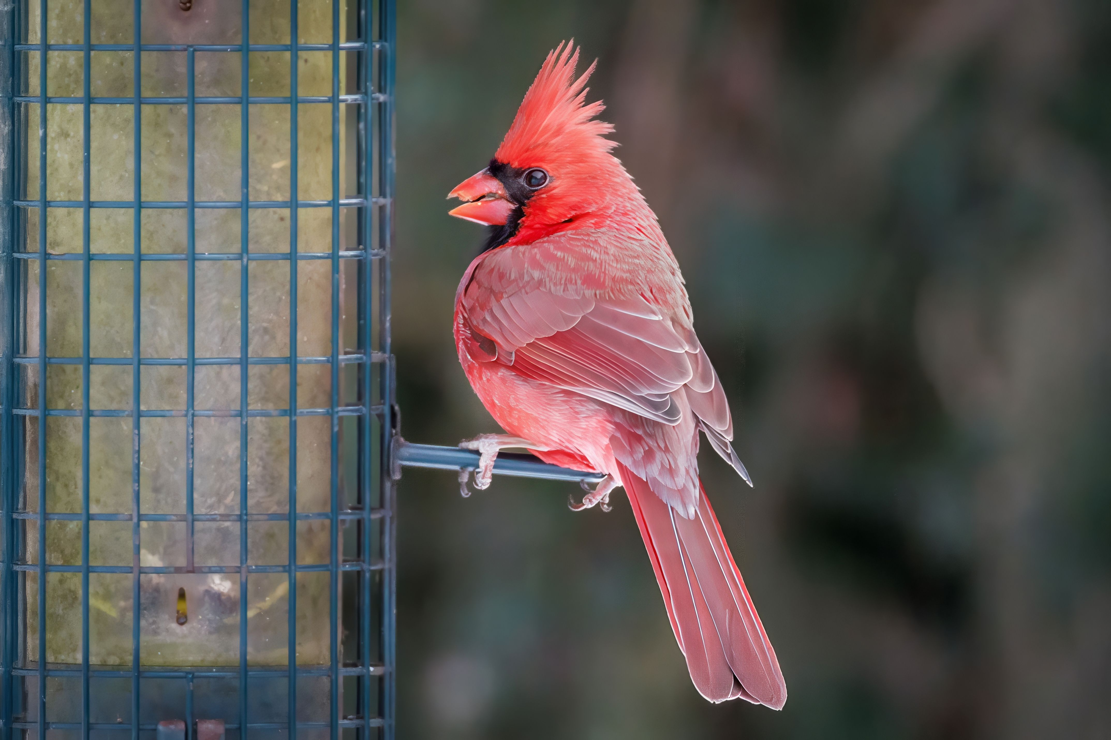 The Backyard Ornithologist — A Local AI That Names Every Bird at Your Feeder