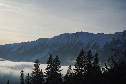 Dramatic snowy mountain peaks at sunset shrouded in mist, viewed through pine trees.