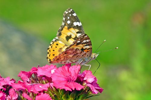 Free A Painted Lady butterfly perched on bright pink flowers, capturing the essence of nature's beauty. Stock Photo