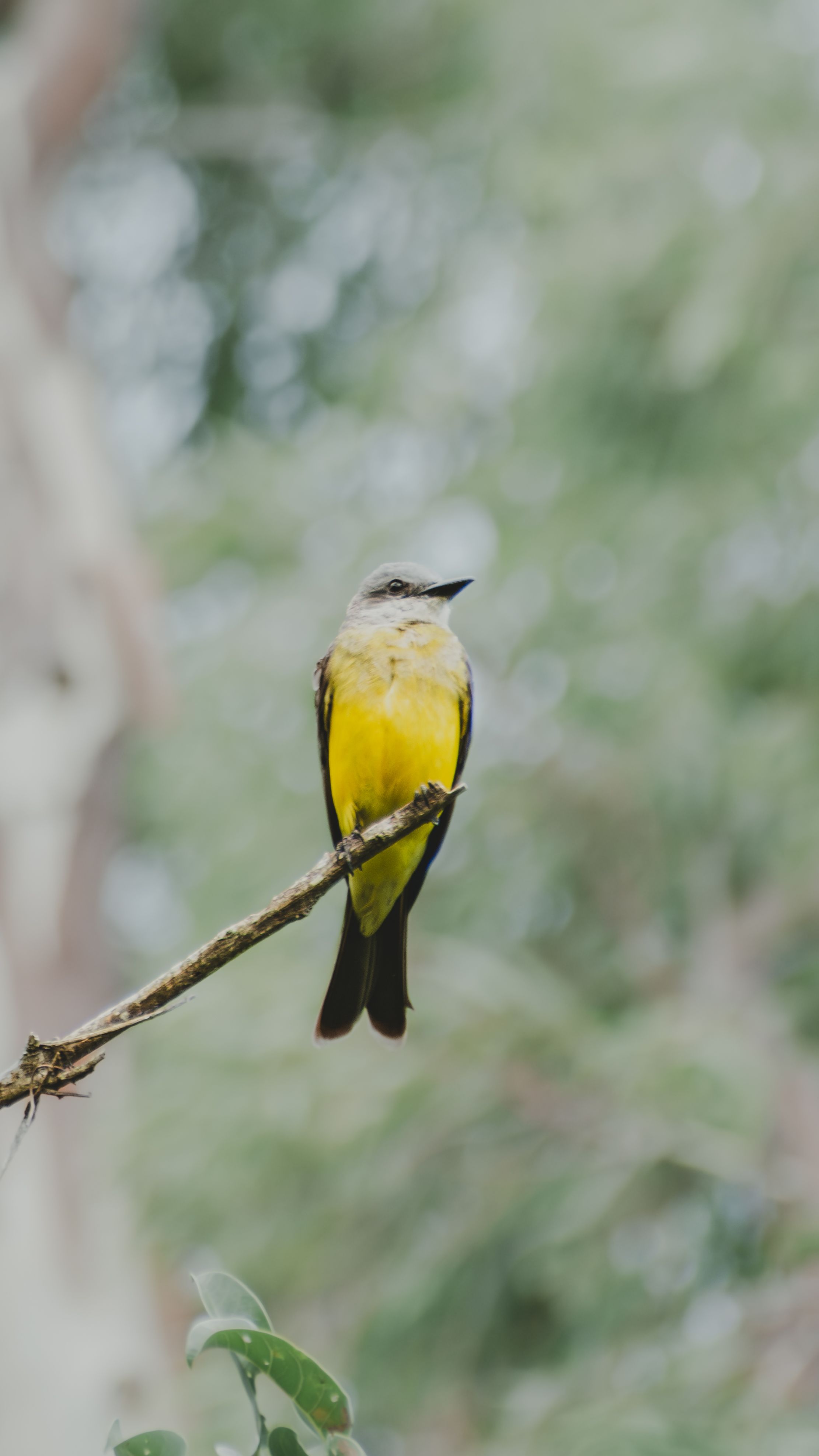 Vibrant yellow bird on branch in Mar del Plata, Argentina. Lush greenery background.