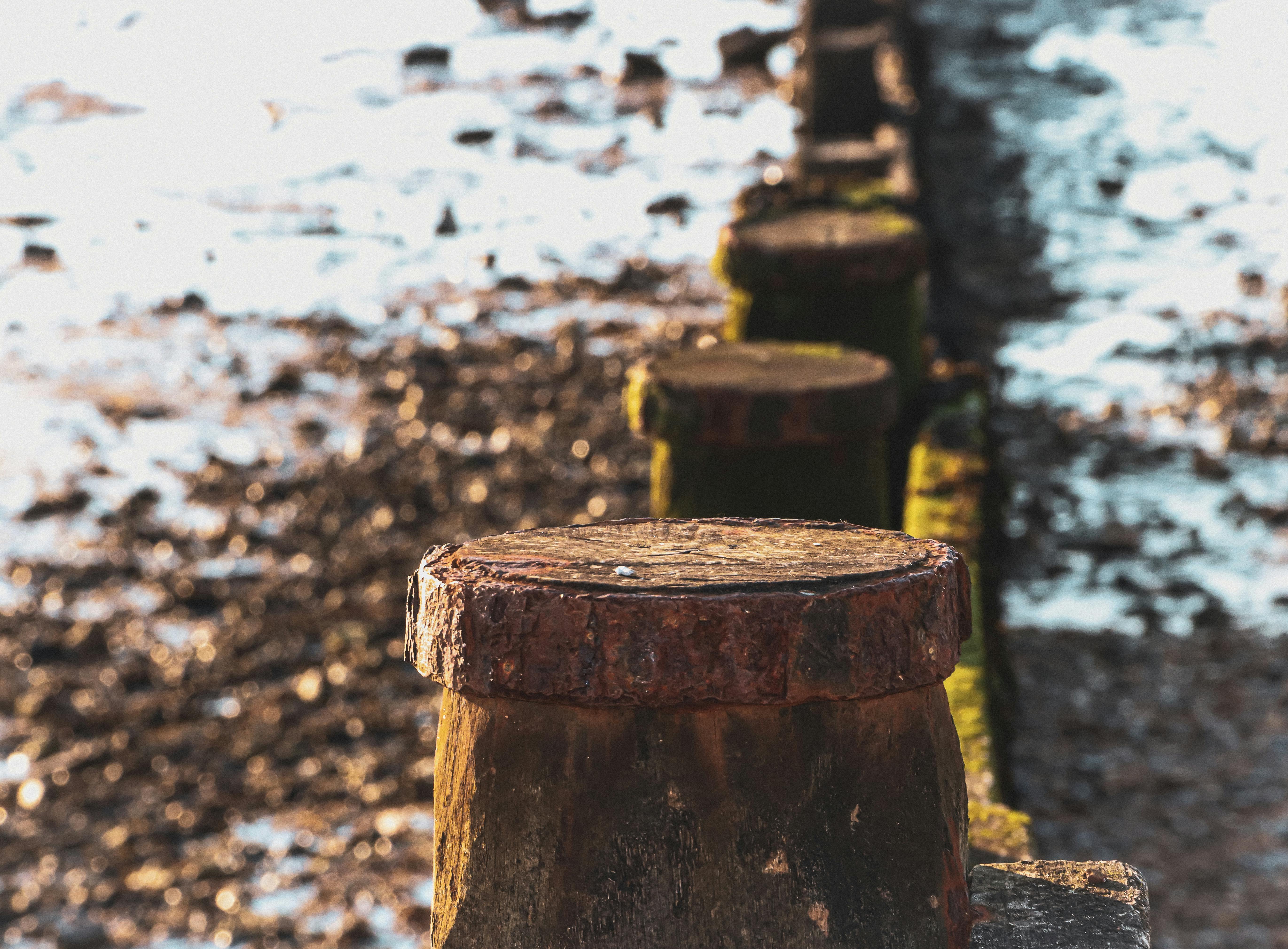 Free Close-up of weathered wooden posts with moss by a coastal shoreline, captured with soft lighting. Stock Photo