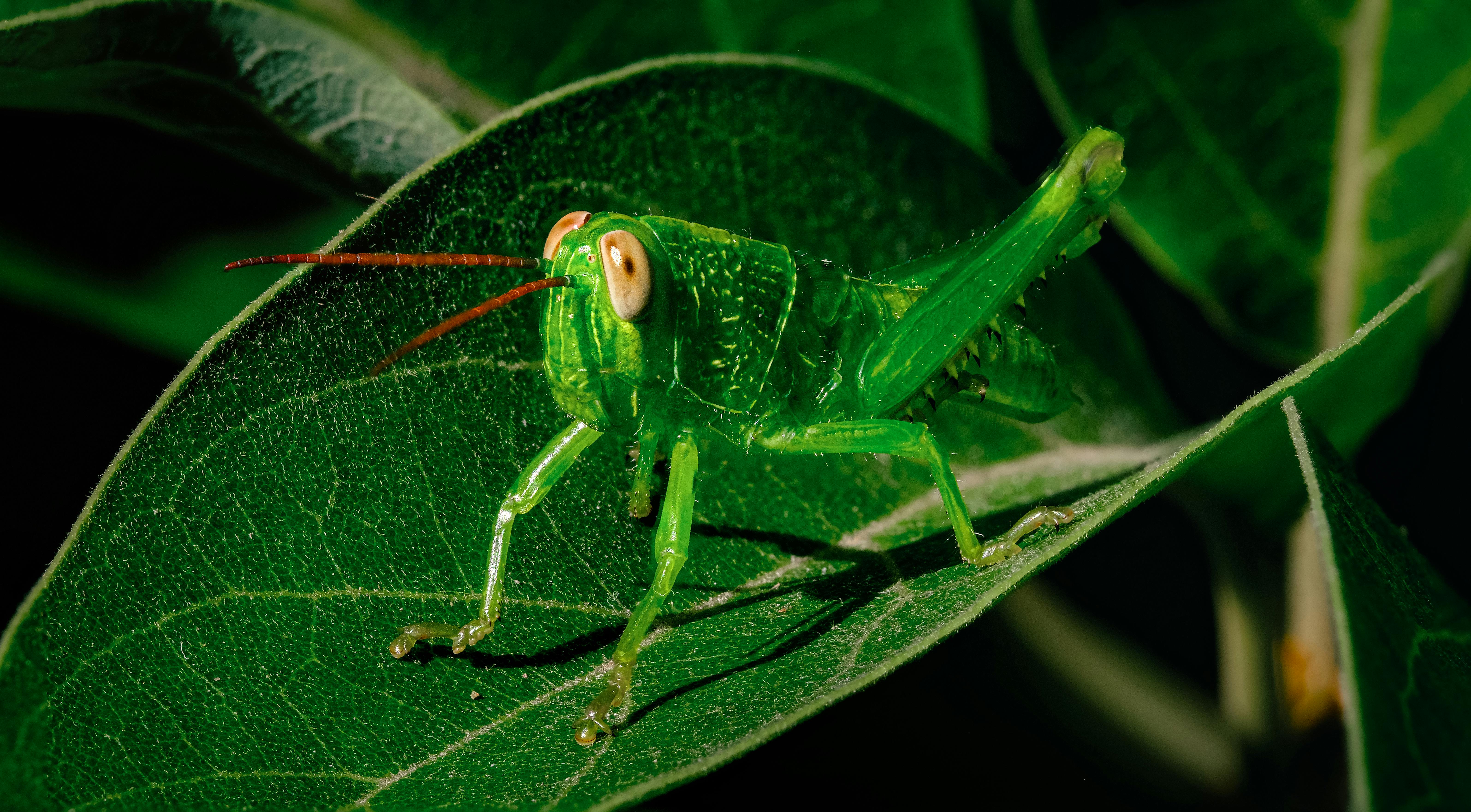 Writing Like A Mad Grasshopper