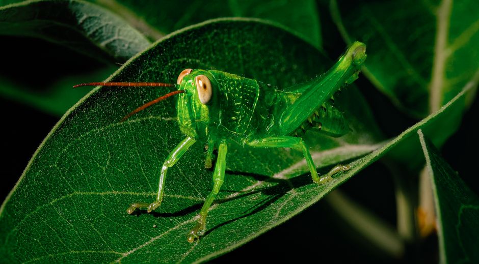 Grasshopper