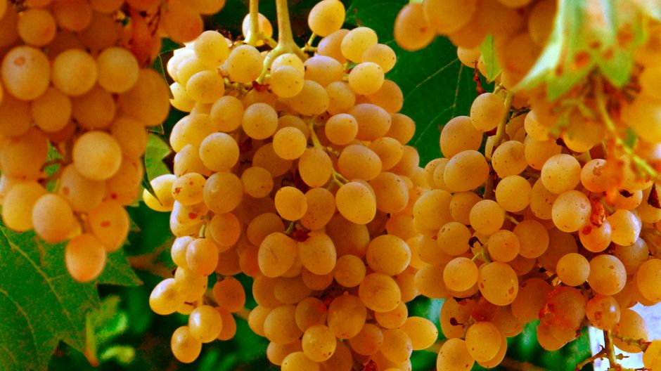 Cele mai bune soiuri de struguri pentru producția de vin în podgoriile din Oltenia
