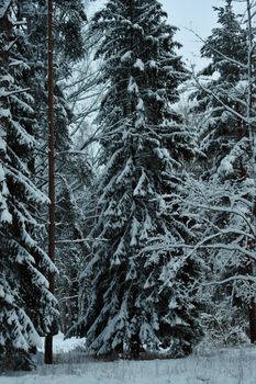 Serene snowy forest scene capturing the beauty of winter in the evergreens.