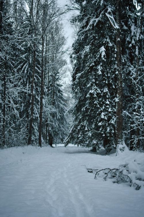 Free Serene snowy path through a dense winter forest, evoking tranquility and beauty. Stock Photo