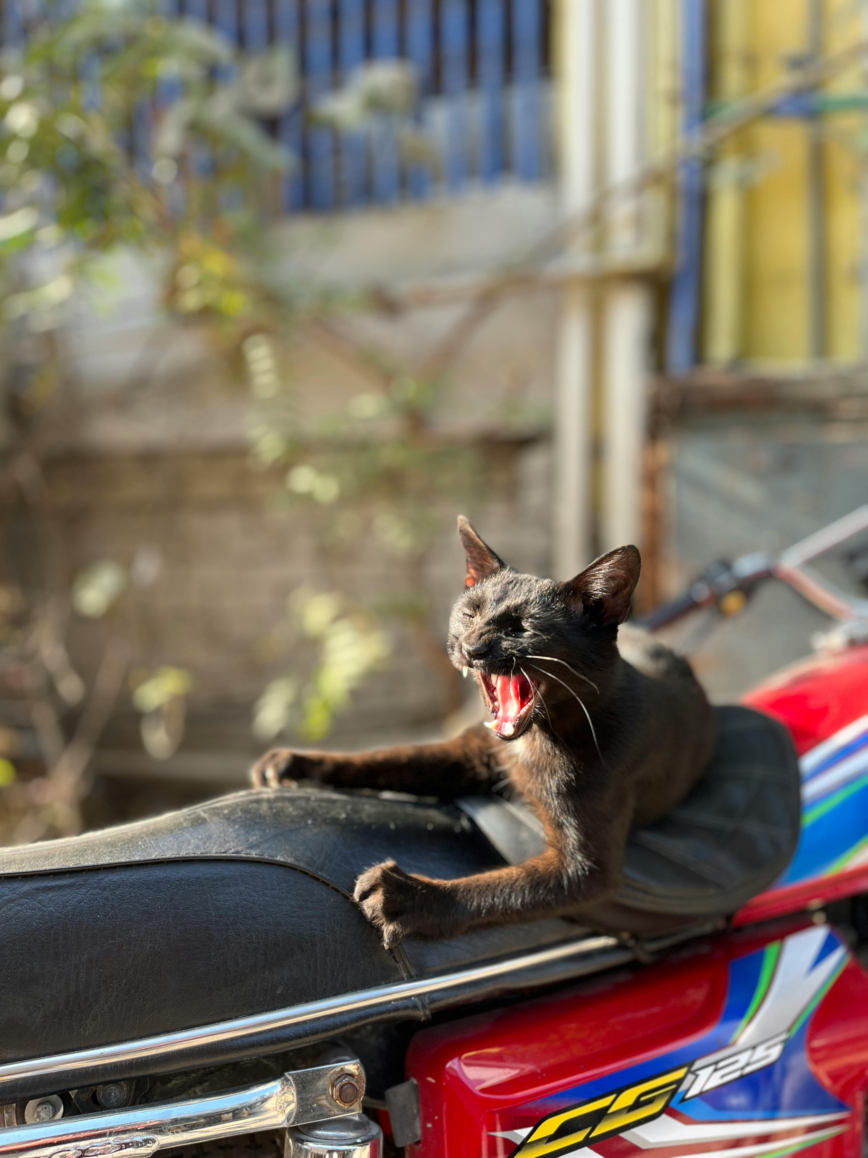 Miễn phí Một con mèo đen ngáp dài trên yên xe máy màu đỏ dưới ánh sáng ngoài trời rực rỡ. Ảnh lưu trữ