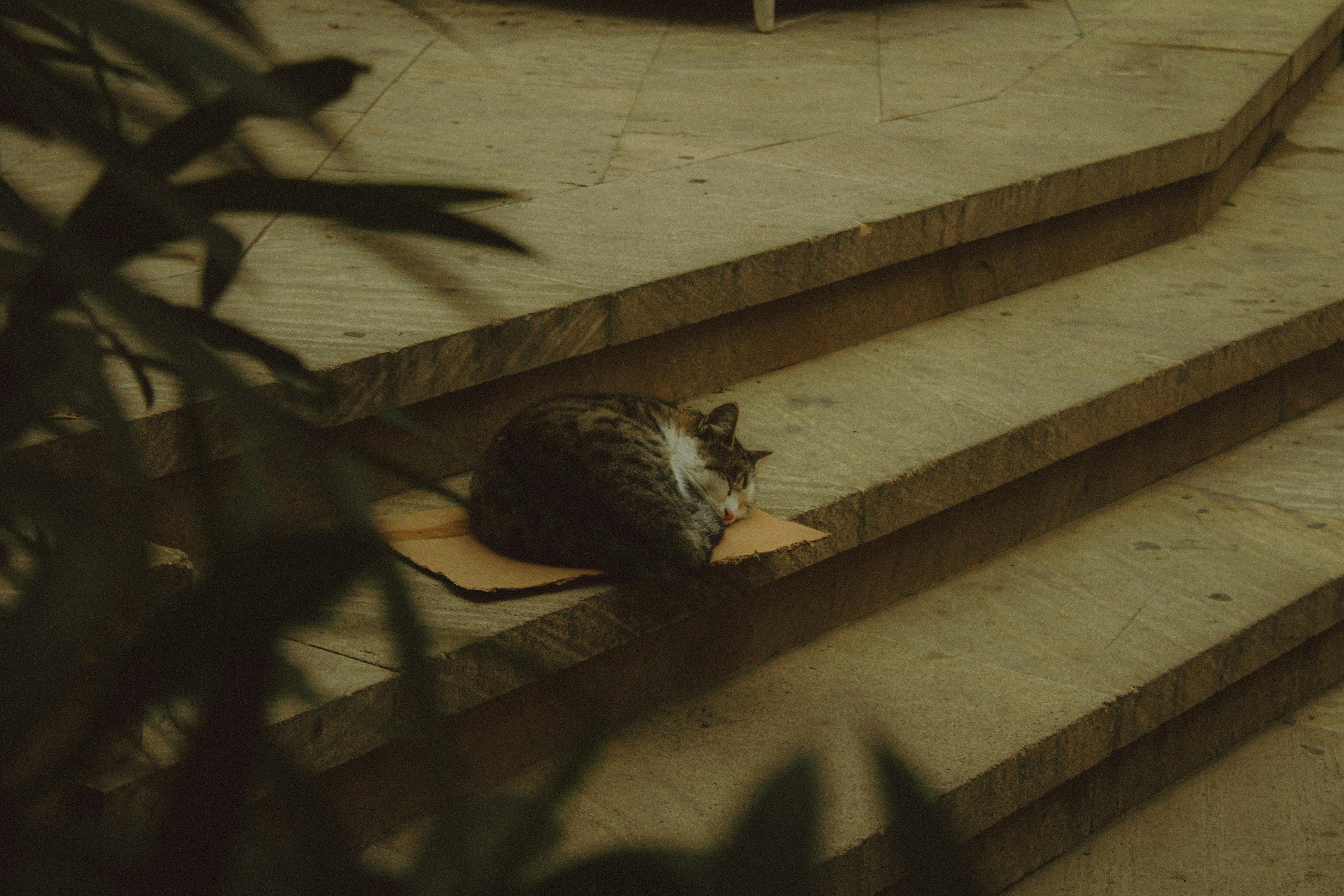 gratis Een gestreepte kat ligt vredig te slapen op stenen trappen in Bakoe, Azerbeidzjan. Stockfoto