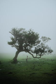 A solitary figure stands under a majestic tree shrouded in mist on a foggy day in Madeira, Portugal.
