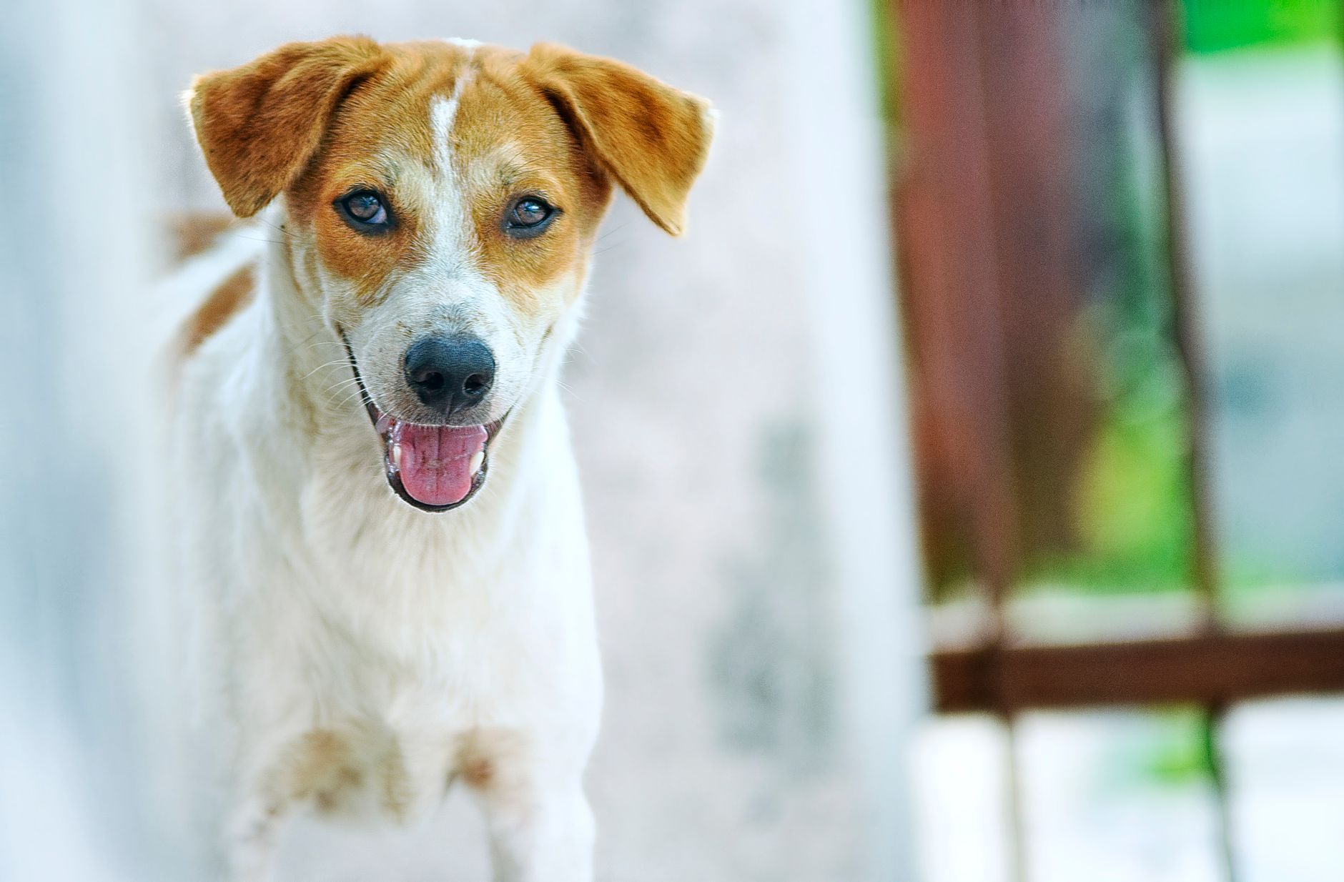 A dog undergoing diagnostic blood testing at a veterinary clinic
