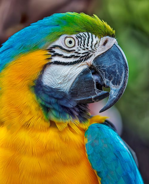Free Close-up portrait of a colorful blue-and-yellow macaw with vivid plumage and intricate feather detail. Stock Photo