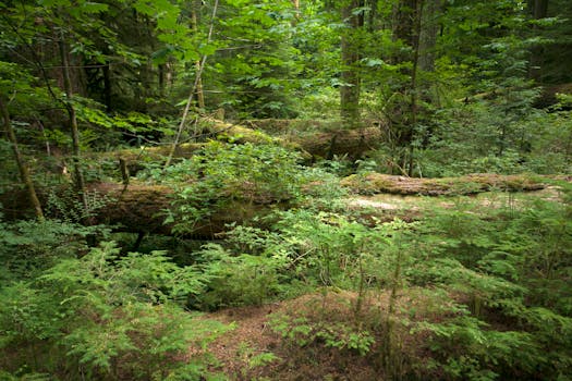 Serene forest scene with green foliage and fallen logs, showcasing tranquil nature.