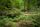 forest floor
