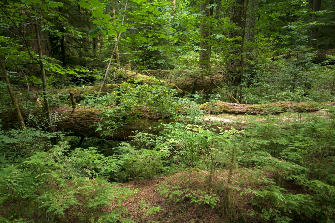 Lush Green Forest with Fallen Logs · Free Stock Photo