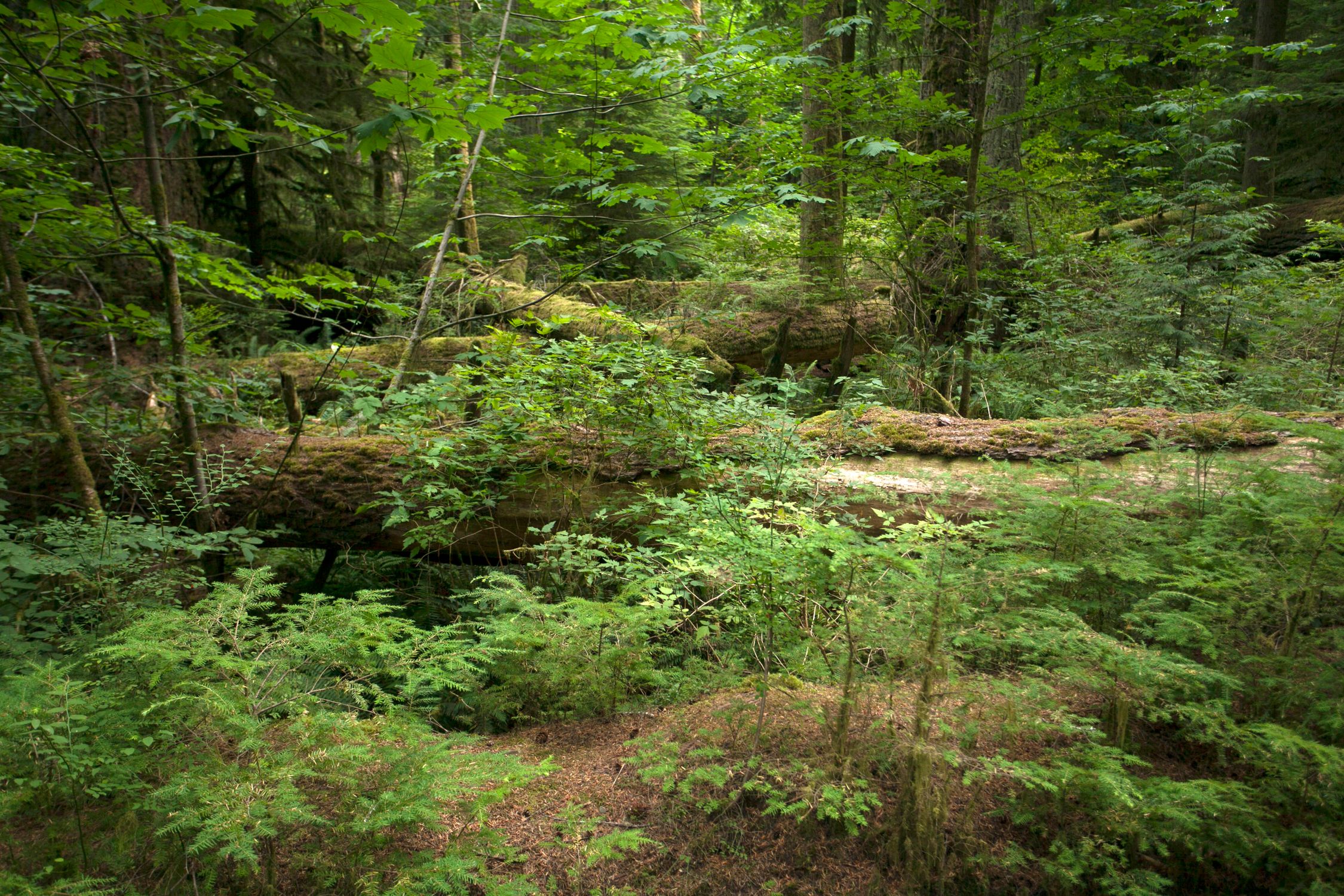 Lush Green Forest with Fallen Logs · Free Stock Photo