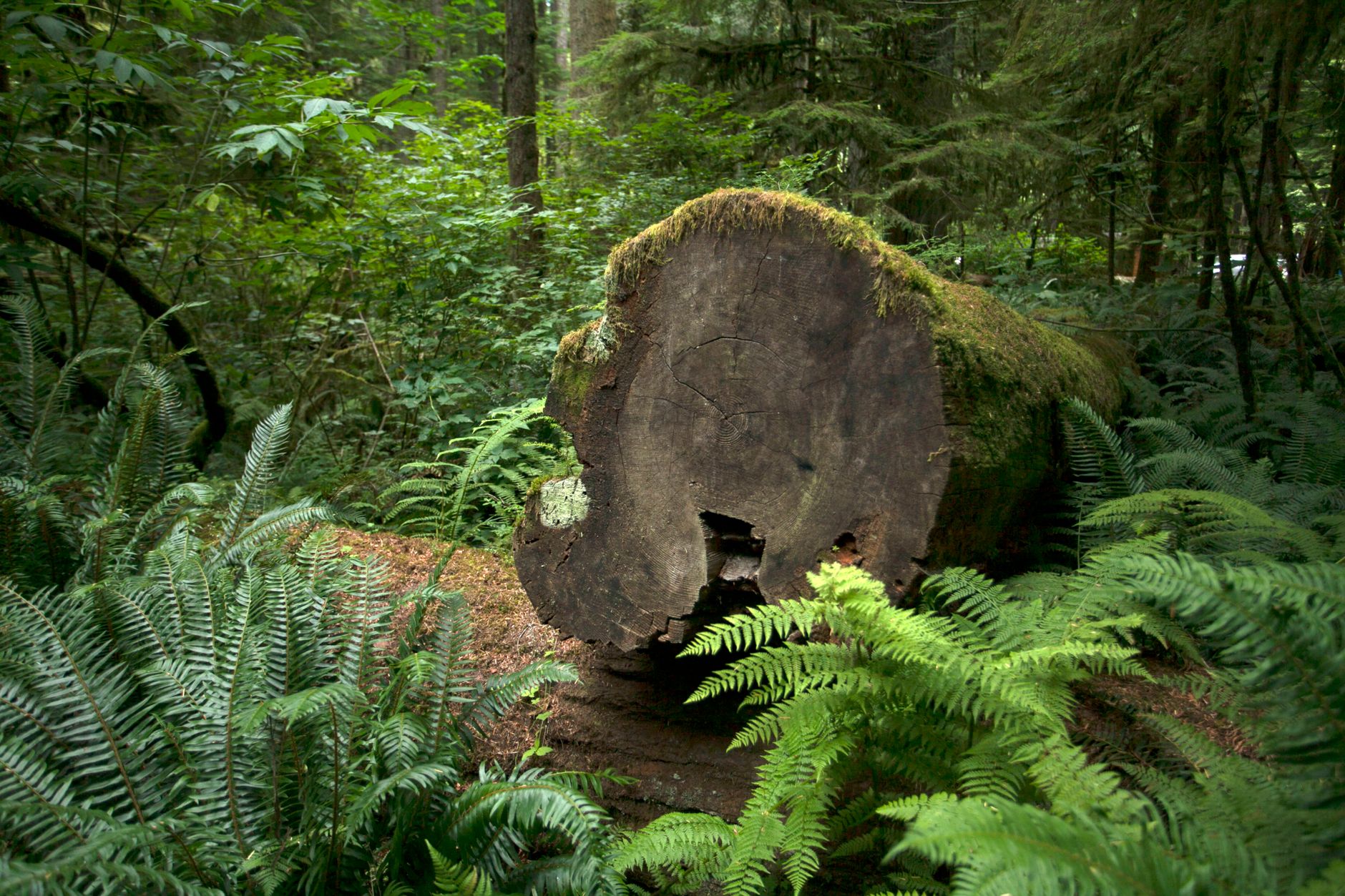 Fallen tree trunk with moss in dense green forest surrounded by ferns.. pexels, fallen, tree